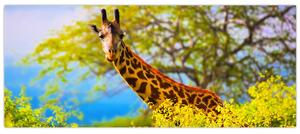 Tablou - Girafa în Africa (120x50 cm)