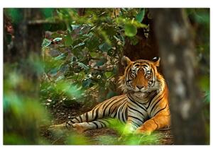 Tablou - Tigru odihnindu -se (90x60 cm)