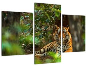 Tablou - Tigru odihnindu -se (90x60 cm)