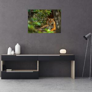 Tablou - Tigru odihnindu -se (70x50 cm)