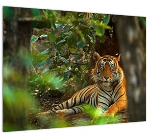 Tablou pe sticlă - Tigru odihnindu -se (70x50 cm)