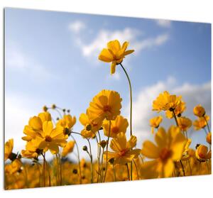 Tablou - Câmp cu flori galben deschis (70x50 cm)