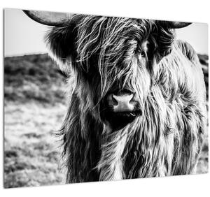 Tablou - Highland - vacă scoțiană (70x50 cm)