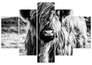 Tablou - Highland - vacă scoțiană (150x105 cm)