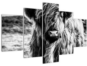 Tablou - Highland - vacă scoțiană (150x105 cm)