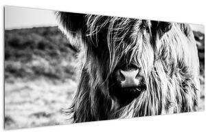 Tablou - Highland - vacă scoțiană (120x50 cm)