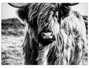 Tablou - Highland - vacă scoțiană (70x50 cm)