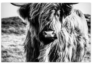 Tablou - Highland - vacă scoțiană (90x60 cm)