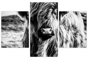 Tablou - Highland - vacă scoțiană (90x60 cm)