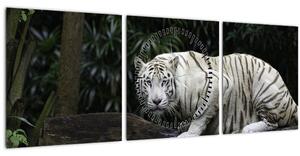 Tablou - Tigru alb (cu ceas) (90x30 cm)
