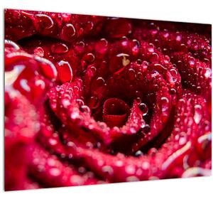Tablou pe sticlă cu floarea trandafirului roșu (70x50 cm)