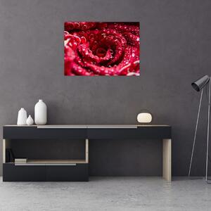 Tablou pe sticlă cu floarea trandafirului roșu (70x50 cm)