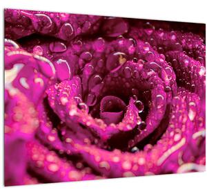 Tablou pe sticlă cu floarea trandafirului roz (70x50 cm)