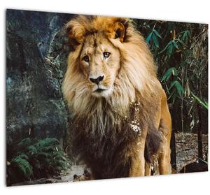 Tablou pe sticlă cu leu în natură (70x50 cm)