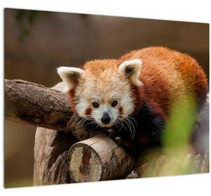 Tablou pe sticlă cu panda roșie (70x50 cm)