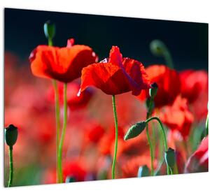 Tablou pe sticlă - flori de maci (70x50 cm)