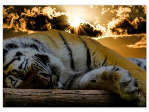 Tablou pe sticlă tigrul dormind (70x50 cm)