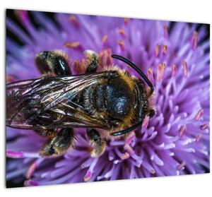 Tablou pe sticlă cu albina pe floare (70x50 cm)
