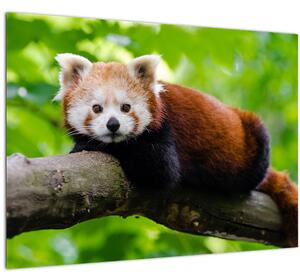 Tablou pe sticlă cu panda roșie (70x50 cm)