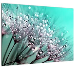 Tablou pe sticlă - planta cu rouă (70x50 cm)