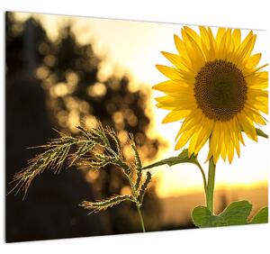Tablou pe sticlă cu floarea soarelui (70x50 cm)