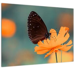 Tablou pe sticlă - fluture pe o floare portocalie (70x50 cm)