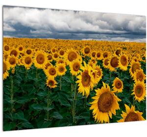 Tablou pe sticlă câmpului de floarea soarelui (70x50 cm)