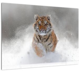 Tablou pe sticlă cutigru fugind prin zăpadă (70x50 cm)