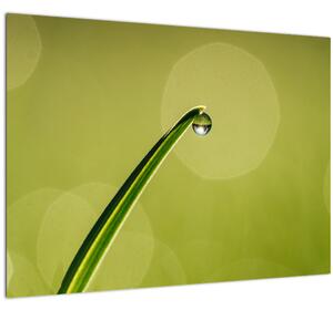 Tablou pe sticlă cu picătură de apă pe iarbă (70x50 cm)