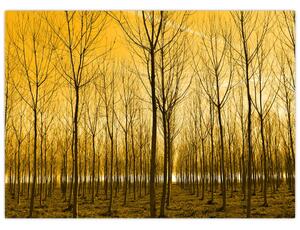 Tablou - Palntație cu pomi (70x50 cm)