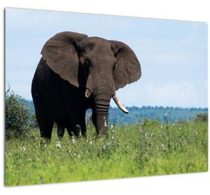 Tablou pe sticlă cu elefant (70x50 cm)
