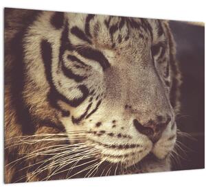Tablou pe sticlă cu tigrul (70x50 cm)