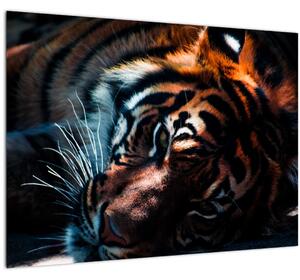 Tablou pe sticlă cu tigrul dormind (70x50 cm)