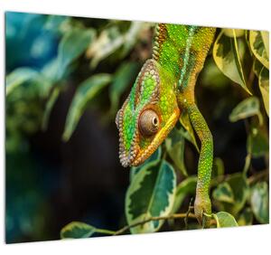 Tablou pe sticlă cu cameleon (70x50 cm)