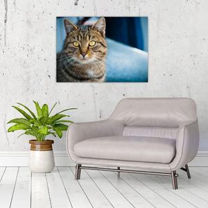 Tablou - Pisica domestică (70x50 cm)