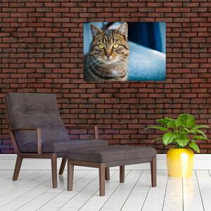 Tablou - Pisica domestică (70x50 cm)