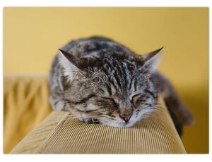 Tablou cu pisica pe fotoliu (70x50 cm)