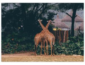 Tablou cu două girafe (70x50 cm)