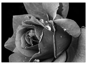 Tablou cu trandafir - albneagră (70x50 cm)