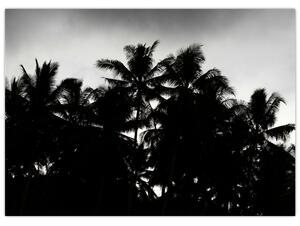 Tablou alb negru - palmieri (70x50 cm)
