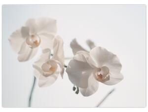 Tablou cu orhidee albă (70x50 cm)