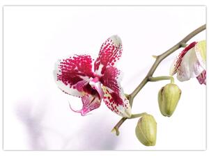 Tablou cu floarea de orhidee (70x50 cm)
