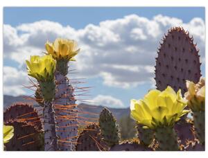Tablou cu floarea de cactus Opunție (70x50 cm)