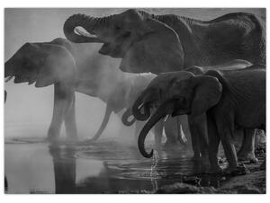 Tablou cu elefanți - albnegru (70x50 cm)