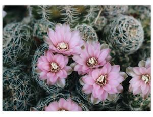 Tablou floare de cactus (70x50 cm)