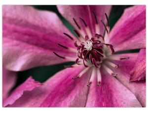 Tablou cu floarea roz de clematis (70x50 cm)