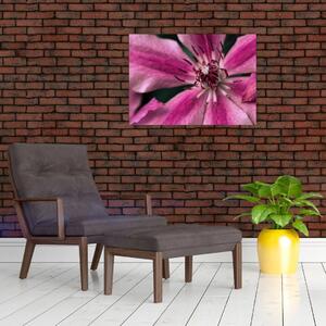 Tablou cu floarea roz de clematis (70x50 cm)