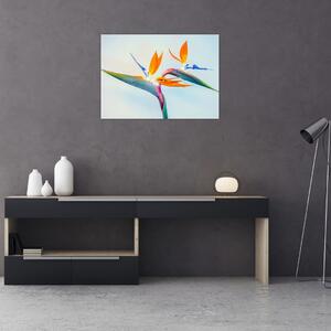 Tablou cu floarea Strelicie (70x50 cm)