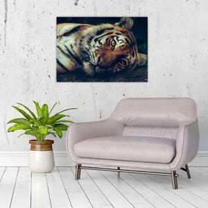 Tablou - Tigrul Siberian (70x50 cm)