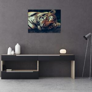 Tablou - Tigrul Siberian (70x50 cm)
